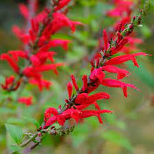 Scarlet Sage Salvia Coccinea Heat-Tolerant Seeds for a fragrant addition to the herb patch