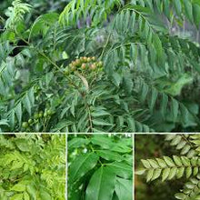 Curry Leaf Plants for a fragrant addition to the herb patch