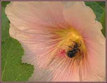 Pink Mallow Seeds (Malva sylvestris) for a bright addition to the backyard flower beds and borders