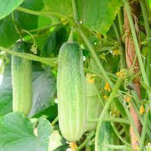 Straight Eight Cucumber Seeds valued by growers for year-Round Harvesting