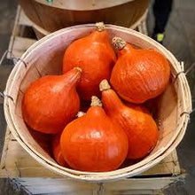 Hubba Hubba Winter Pumpkin Seeds