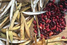 Mexican Red Chili Beans Seeds for a reliable harvest in the Home Edible Landscapes