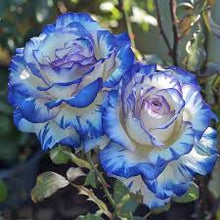 Mixed Rose Petals Rosa spp. for planting in flower bed or vegetable patch