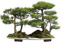 Japanese Red Cedar Cryptomeria Japonica Bonsai Seeds for long-term planting in the yard