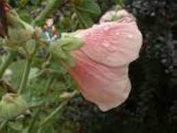 Pink Mallow Malva sylvestris flower seeds for backyard flower beds and borders