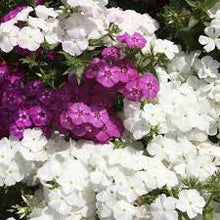 Berg Phlox ��������� Linanthus Grandiflorus ��������� for planting in flower border gardens