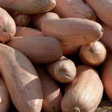 Squash VH562 Giant Pink Banana Squash Seeds for growers stocking a kitchen garden