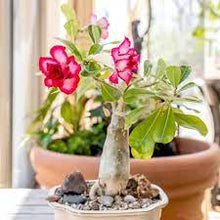 Desert Rose Adenium Obesum Lila Pink Seeds for a lasting display in the Home Container Growing