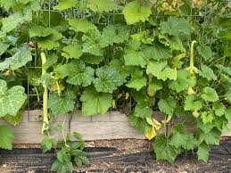 Climbing zucchini Rampicante Italian trumpet zucchini  Ornamental Garden Plant Premium Quality Seeds