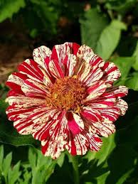 Candy Mix Zinnia Seeds (Zinnia elegans) for seasonal color across the home garden and planting