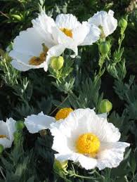 Romneya Coulteri for planting