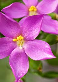 Orphium Frutescens SEA Rose Seeds prized for gorgeous South African Flowers