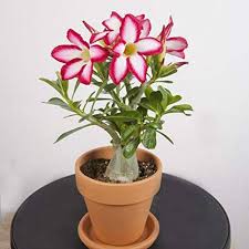Desert Rose ��������� Adenium obesum ��������� for bonsai balcony garden planting