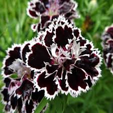 Japanese Pinks Dianthus heddewigii flower seeds for planting in sunny flower beds