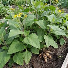 Annual Fruit and Vegetable Seeds Yacon Seeds DIY Gardening Plants and Bonsai  Ornamental Garden Plant for Home Gardening