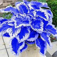 Blue Coleus Seeds Beautiful Flowering Plants Bonsa in Pot Balcony Magical Color By Svi  Ornamental Garden Plant Premium Quality Seeds