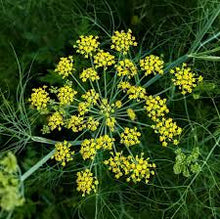 Fennel Plants for a fragrant addition to the herb patch