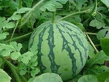 Watermelon Seeds (Citrullus lanatus) known for backyard Gardening