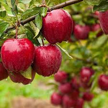 Red Delicious Apple Tree Malus Pumila Hardy and Fast-Acting  Ornamental Garden Plant for Home Gardening