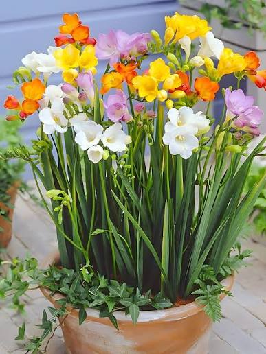 Freesia Seeds for growers filling out the Container Planting