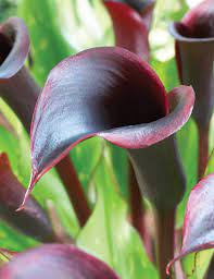 Red Edge Black Calla Seeds (Calla lily) for colorful blooms in the Patio Gardens