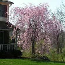 Weeping Pink Cherry Tree Seeds (Prunus pendula) for growers wanting a homegrown harvest