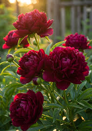 Peony Flower Seeds Rare Shrub Kinkaku Light Red Dark Gold Professional Paeonia Suffruticosa  Ornamental Garden Plant Premium Quality Seeds