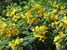 Cassia Glauca Scrambled Egg Bush Yellow Seeds for gardeners building out beds and borders