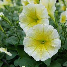 Light Yellow Petunia Seeds for growers establishing the Easy Fall Seeding, Little Garden Bonsai