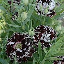 Dianthus Japanese Pinks Seeds for growers seeking a long-blooming display