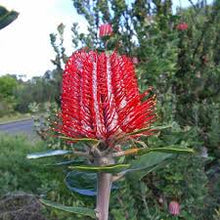 Banksia Seeds (Banksia coccinea) for colorful blooms in the home garden or native plant landscape