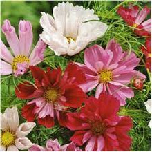 Cosmos Sea Shells Seeds for reliable seasonal color