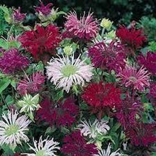 Monarda Bee Balm Mix Seeds valued for pollinator-Friendly Flowers