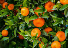 Mandarin and Orange (Citrus Reticulata) Fruit Tree Seeds et  Ornamental Garden Plant Garden Plant Seeds