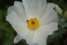 Poppy Prickly White Seeds (Papaver spp.) for colorful blooms in the Flower Bed & Garden