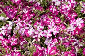 Petunia Carpet Rose Star Seeds prized for spreading Rose-Star Petunias