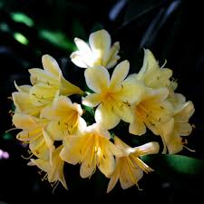 Dark Yellow Clivia Rare Houseplant  Ornamental Garden Plant Premium Quality Seeds