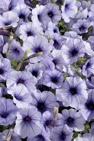 Petunia Celebrity Blue Ice Seeds for growers seeking a long-blooming display