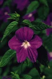 Browallia Maroon Marine Bell Seeds grown for beautiful Maroon Flowers