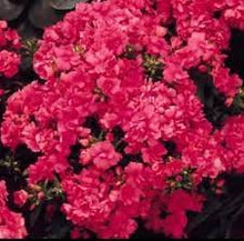 Phlox Drummond 'Promise Rose' Seeds for growers seeking a long-blooming display