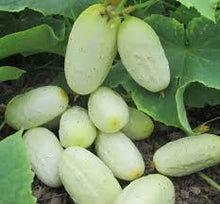 Mini White Cucumber Seeds for growers stocking the vegetable patch