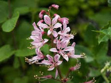 Gas Plant Dictamnus albus for planting in flower bed