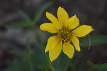 Auffälliges GOLDENEYE Viguiera Multiflora Seeds prized for bright, Yellow Flowers