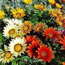Gazania Daybreak Series mix flower seeds for sun-loving annual color
