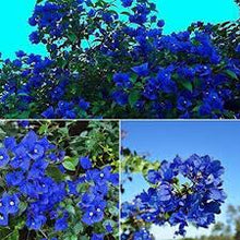 Bougainvillea Bougainvillea Spectabilis Rare Blue Seeds for growers establishing the Balcony Gardens | Pcs