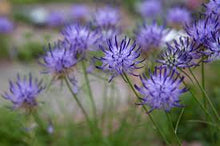 Phyteuma Scheuchzeri Horned Rampion Seeds for a bright addition to the Alpine Gardens