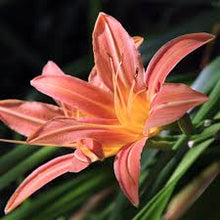 Hemerocallis Pink Damask Lily Pot Plant for Beautiful Pink Plants for a bright addition to the Beautiful Pink Blooms in Your Garden