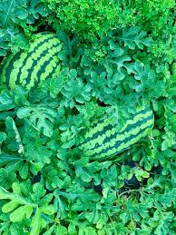 Past Seeds That Carolina Cross Melone age Of  Ornamental Garden Plant Premium Quality Seeds