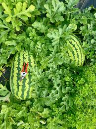 Past Seeds That Carolina Cross Melone age Of  Ornamental Garden Plant for Home Gardening