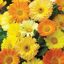 Heirloom Calendula officinalis English Field Marigold